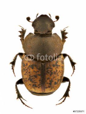 Onthophagus fracticornis - 900376331
