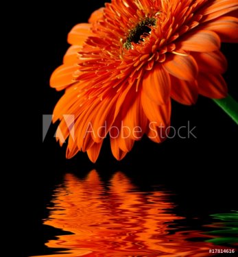 Orange daisy-gerbera on black background - 900289520