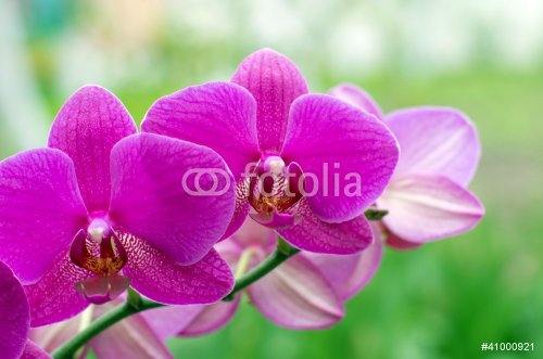 orchid - 900395393