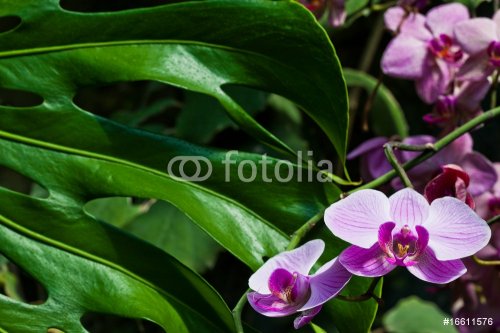 Orchid - 900636481