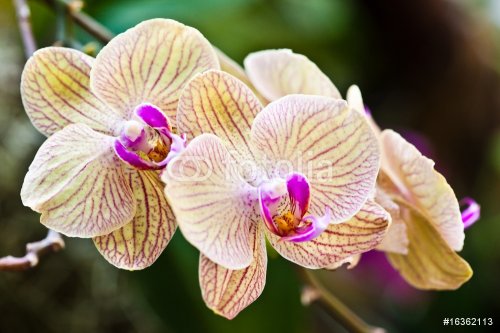 Orchid - 900636483