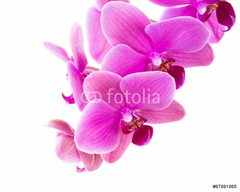 Orchid - 901142599