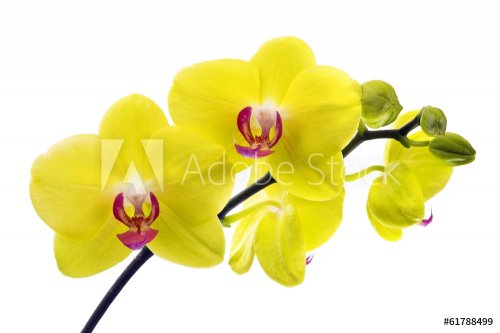 orchid - 901142600