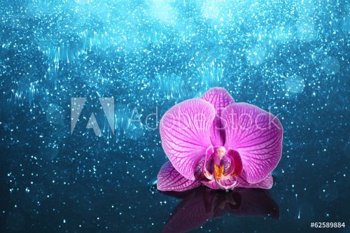 Orchid in water with lights - 901142666