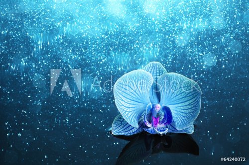 Orchid in water with lights - 901142668