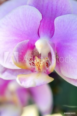 Orchidea - 900572993