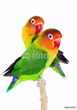 Pair of lovebirds - 900150693