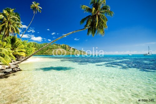 Palm tree hanging over stunning lagoon - 900004240