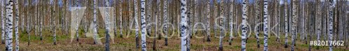 Panoramic view of birch forest