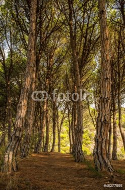 Path in beautiful forest - 901138017