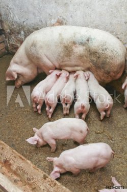 piglets feeding from their momma pig - 900437007