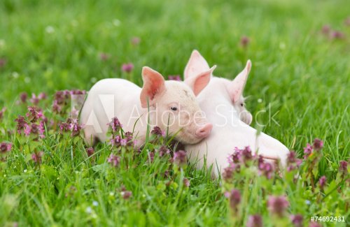 Piglets on grass - 901149041