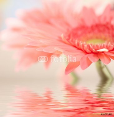 Pink daisy-gerbera with soft focus reflected in the water. - 900673713