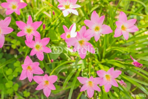 pink flower - 901146058