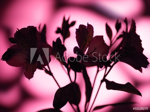 Pink flower silhouette