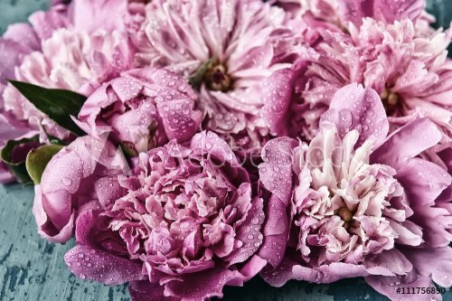 pink flowers peonies fresh with dew drops, vintage photo of old rough blue background.
