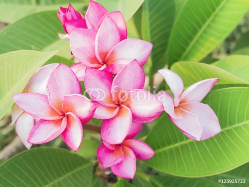 Pink plumeria flower and green leaves