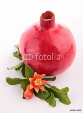 pomegranate and flower