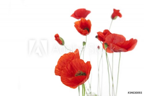 Poppies isolated on white background / focus on the foreground / - 901137935