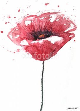 Poppy flower, watercolor