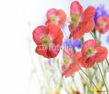 Poppy Flowers - 900590509