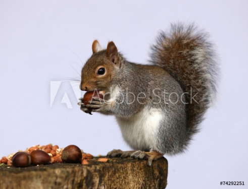 Portrait of a Grey Squirrel - 901143773