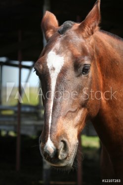 portrait of a young horse with beautiful eyes / ranch