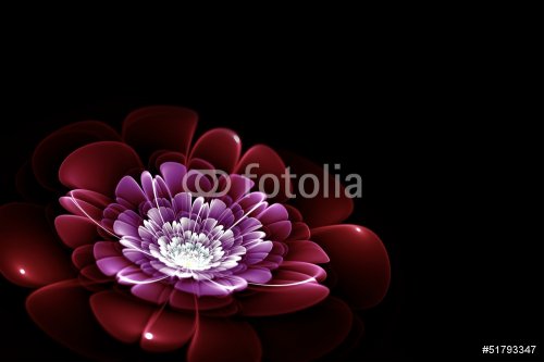 purple fractal flower on black background, illustration