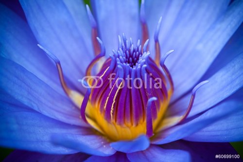 purple lotus - 901142669