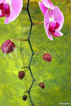 Purple orchid - 901138247