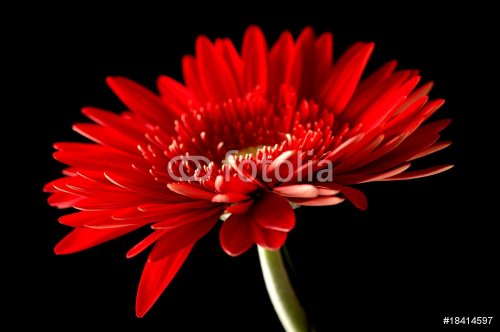 Red daisy-gerbera on black background.