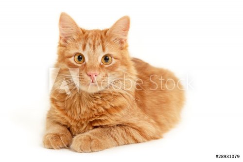 red kitten resting isolated on white background