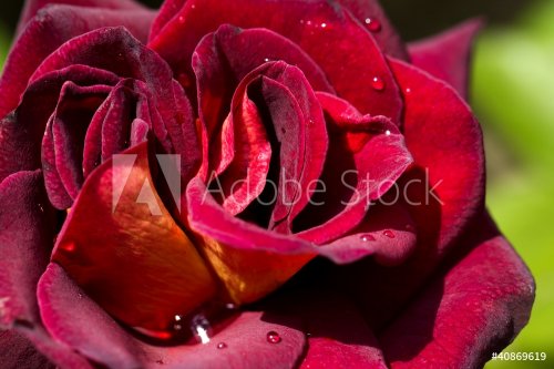 Red rose, closeup, macro, flower