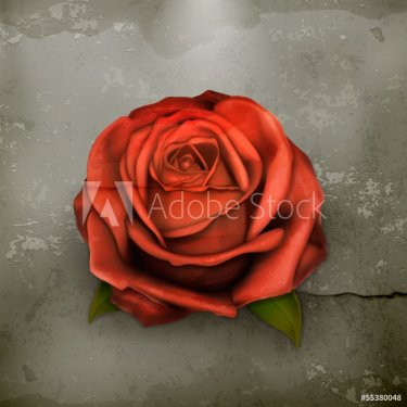 Red rose, old style
