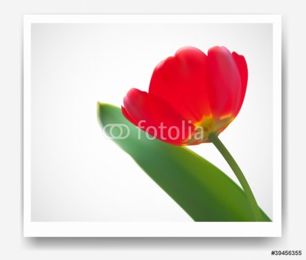 Red Tulip Flower Card Background - 900622688