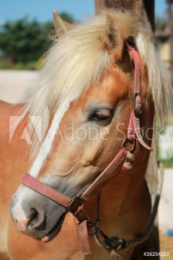 Ritratto di un pony - 900577544