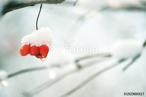 Rowan berries with melting snow on a natural garden background. Spring drops.... - 901151170