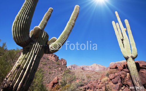 Saguaro park