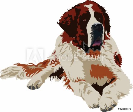 Saint Bernard dog breed - 900459247