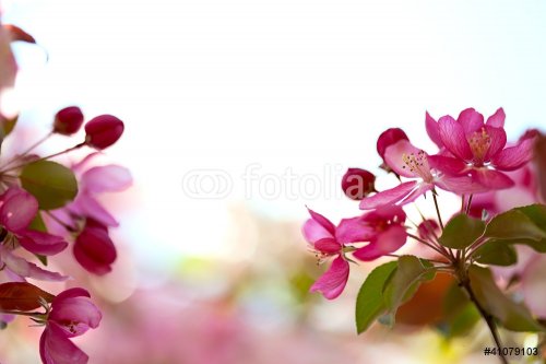 Sakura flowers blooming - 900738586
