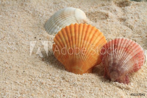 Sand and Shell's - 900439900