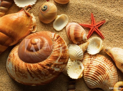 Sea shell on sand - 900634871