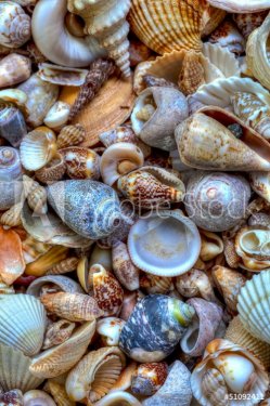 sea shells background - 901141255