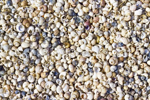 seashells on the shore - 901141246