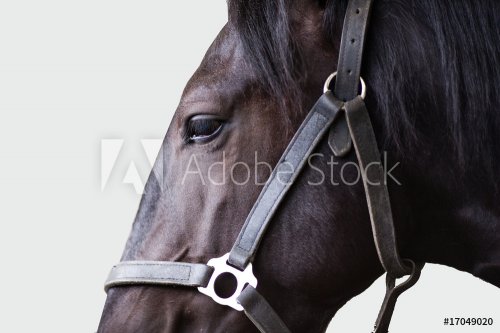 Shire stallion