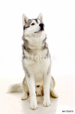 Siberian Husky isolated on the white background - 900437016