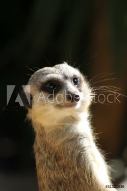 Slender-tailed meerkat (Suricata suricatta) - 900629263