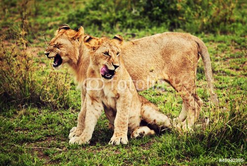 Small lion cubs playing. Safari in Serengeti, Tanzania, Africa