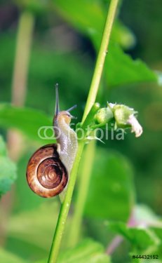 Snail in slow motion