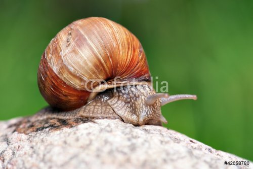 snail on rock - 901138231